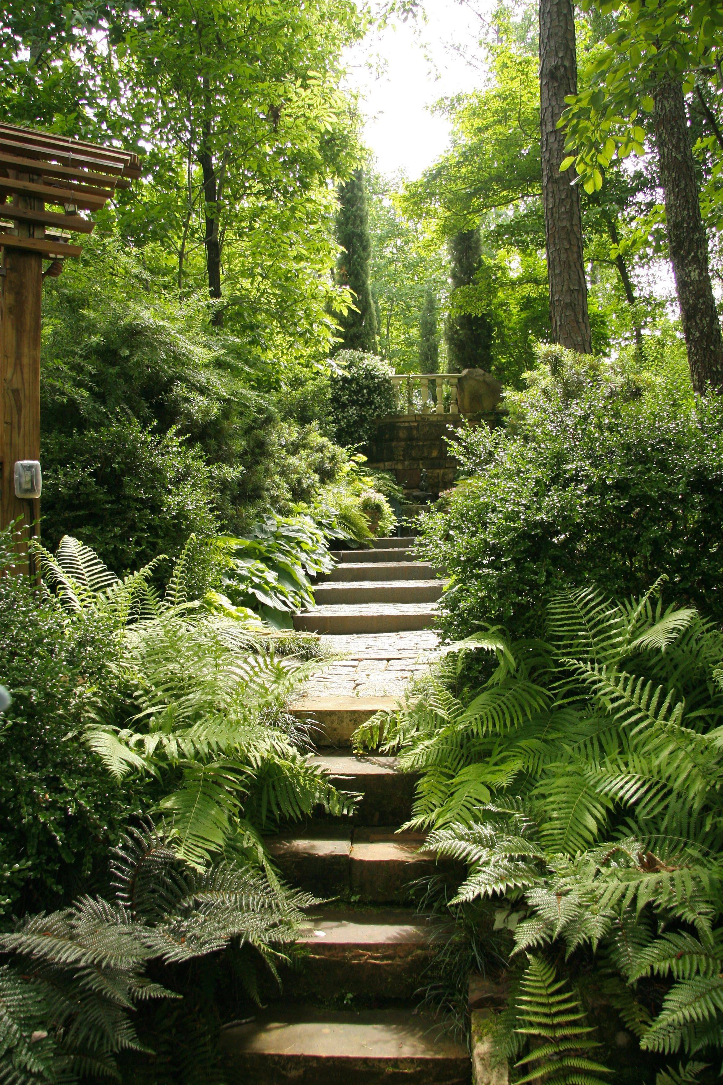 Fern Landscaping Ideas