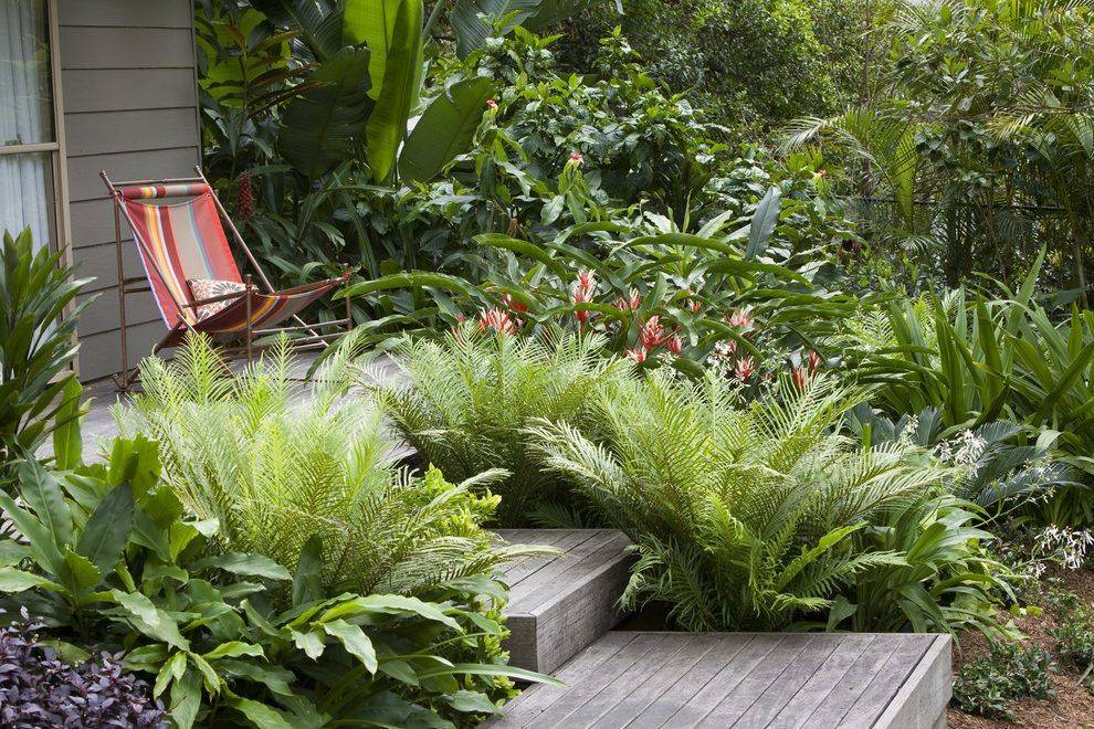 Fern Landscaping Ideas