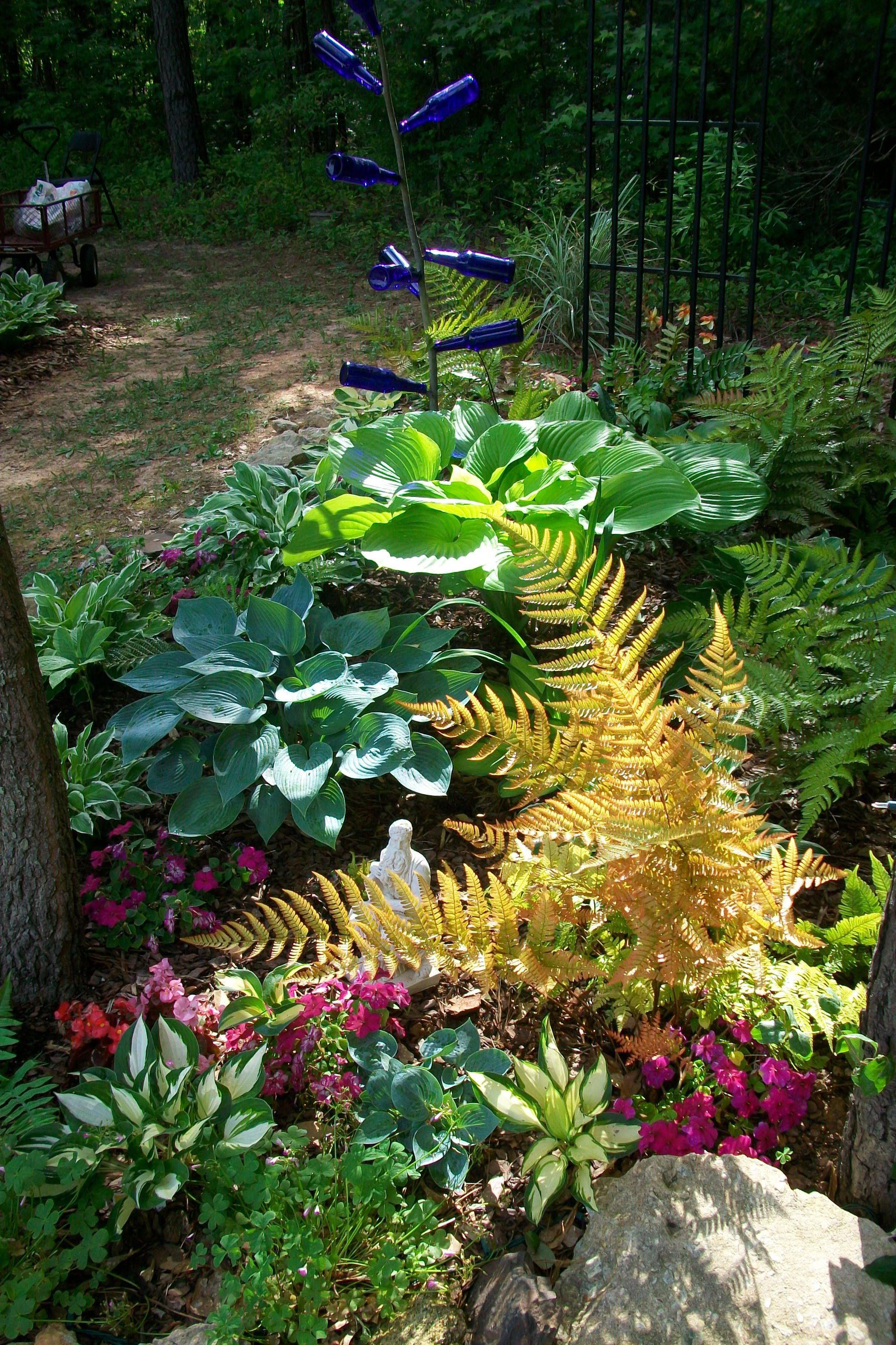 Fern Garden Ideas Landscaping Backyards