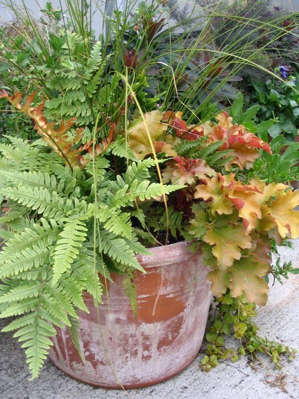 Fern Hanging Ferns