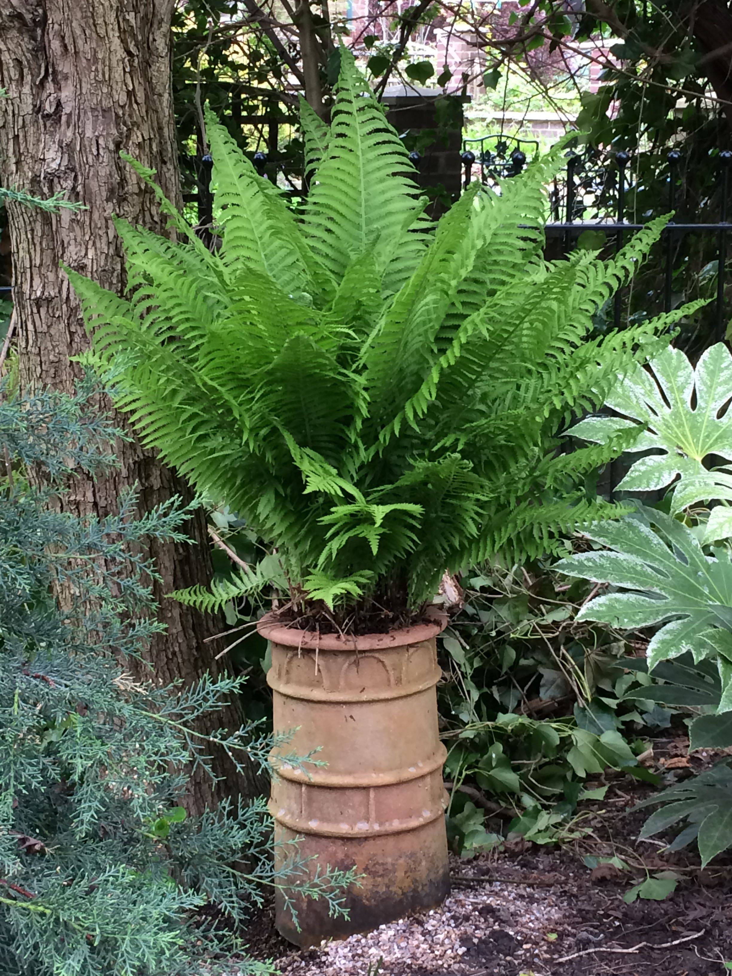 Fern Garden Ideas