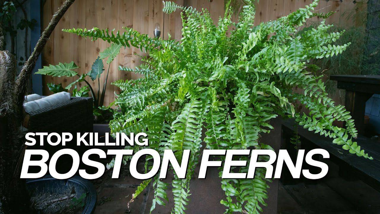 Your Garden Design Ferns