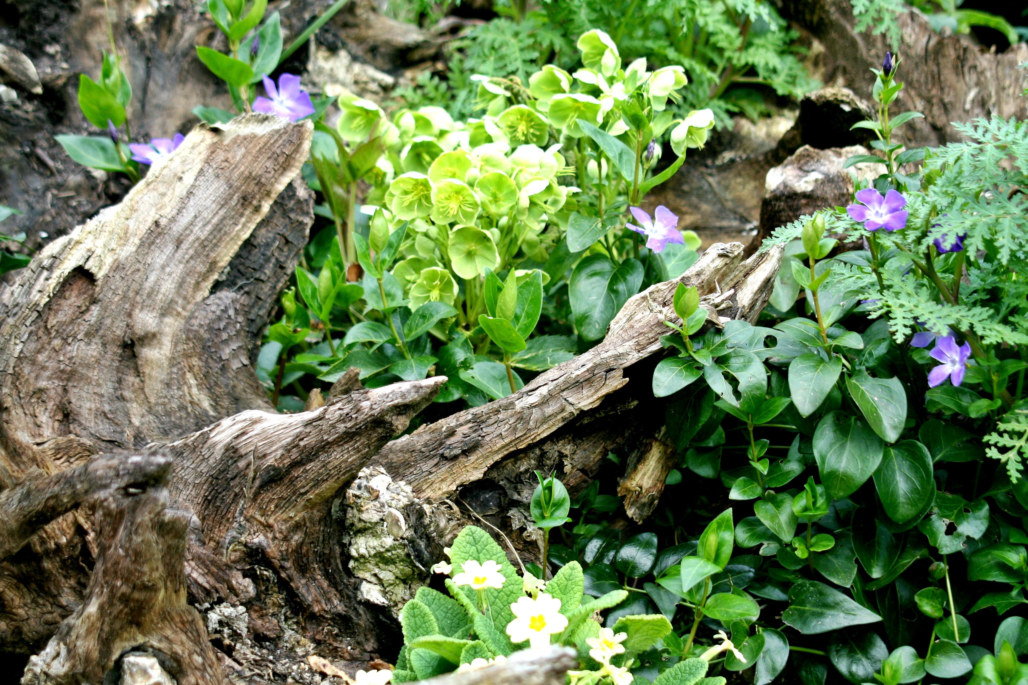 23 Stumpery Garden Ideas Worth to Check SharonSable