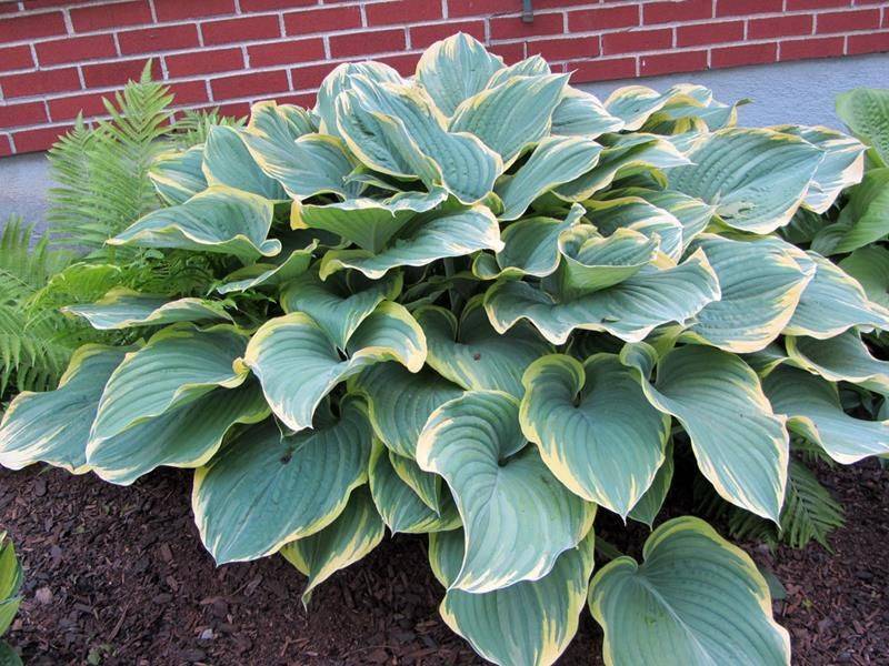 Giant Hostas Gardening Pinterest Elephant Ears