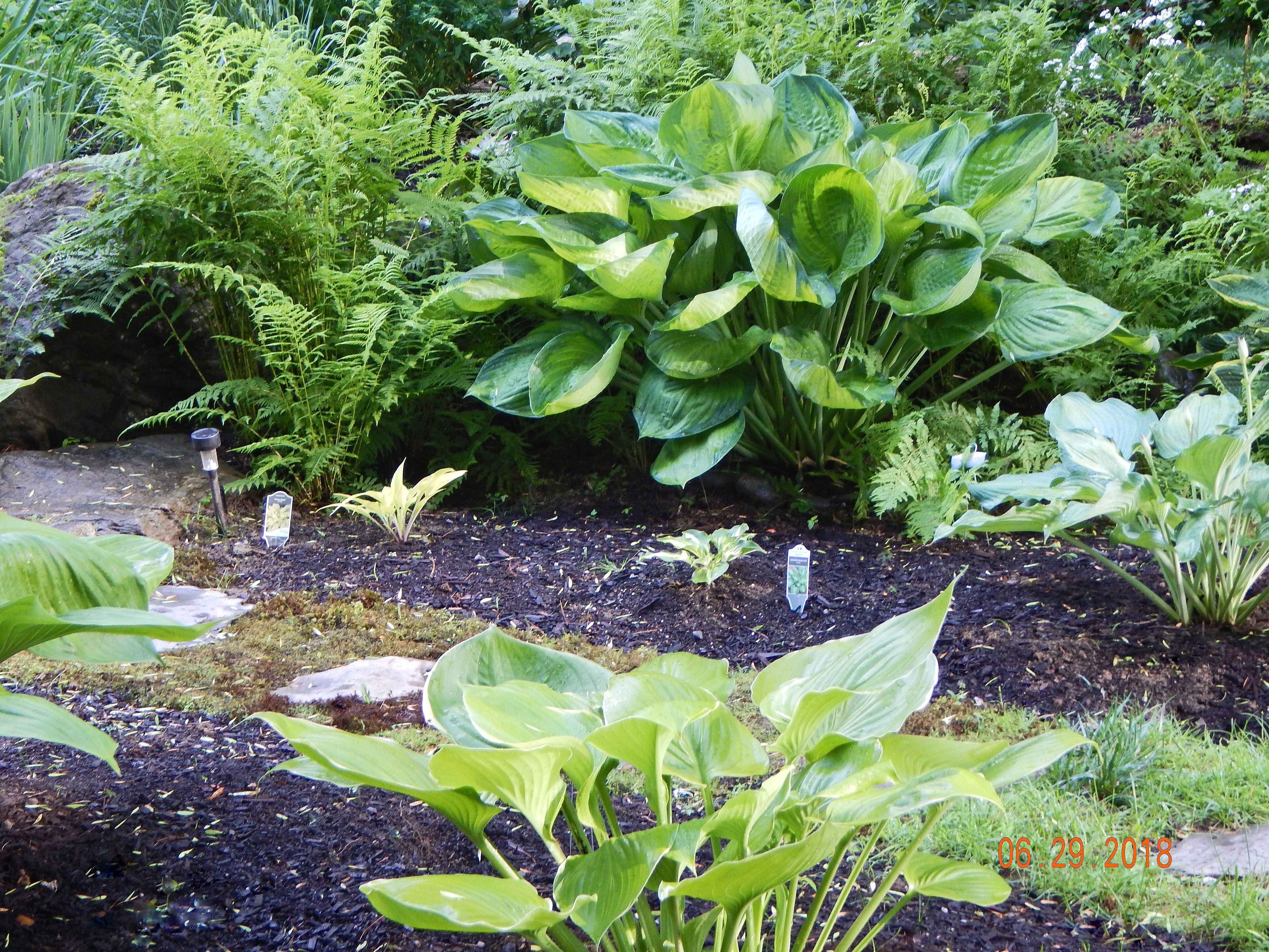 Hostas Plant Leaves Giant Hosta