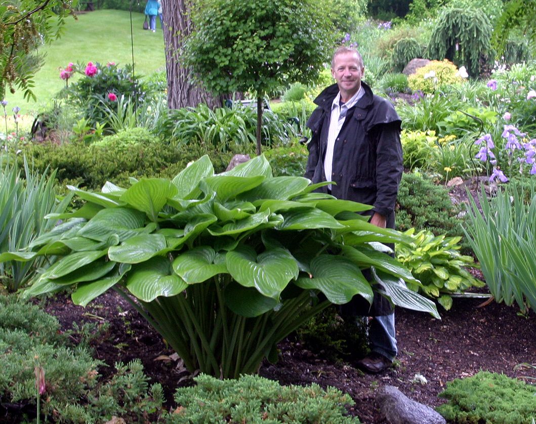 Giant Hosta Container Gardening Shade