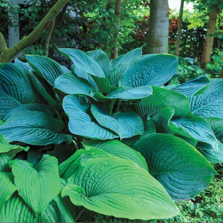 The Giants Hosta Farm Gardens Hostas
