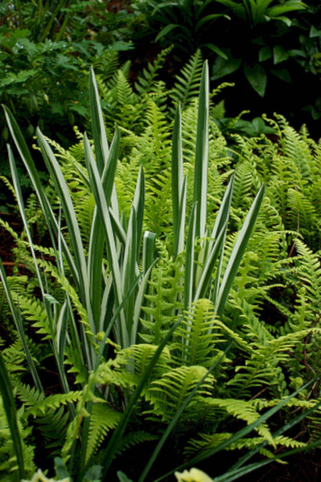 Best Foxtail Fern Images