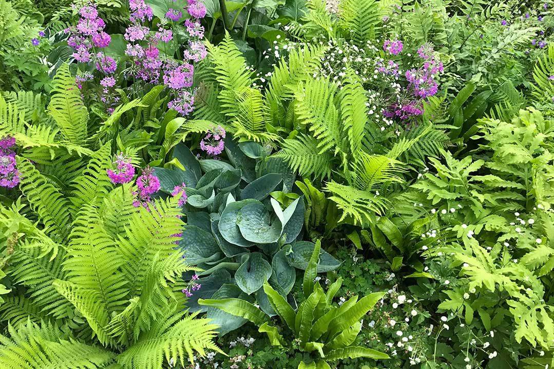 Fern Hanging Ferns