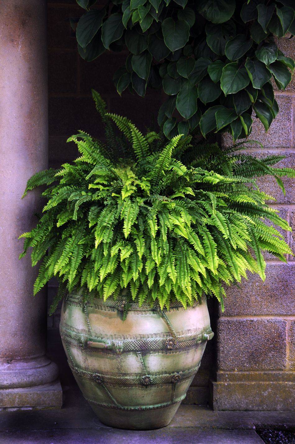 Hosta Fern Google Search