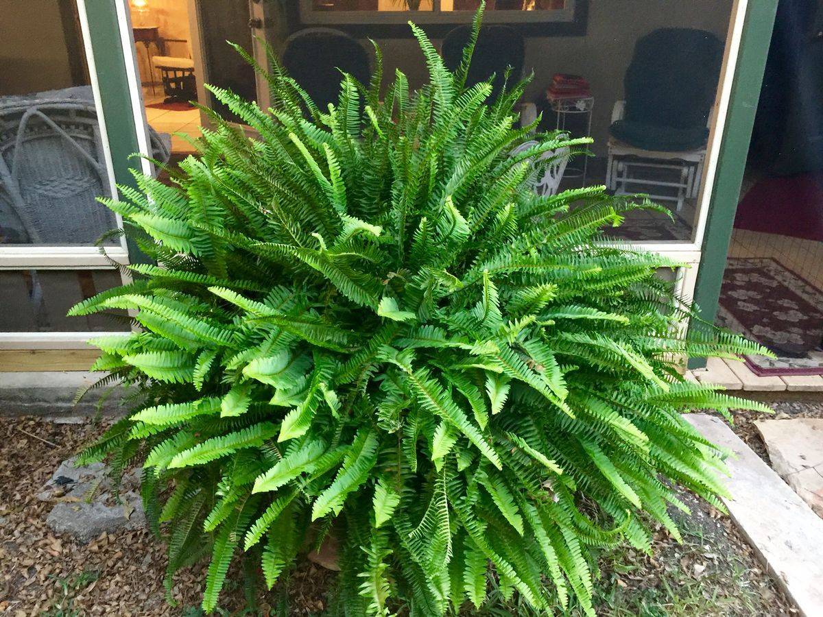 Woodland Fern Garden Gallery