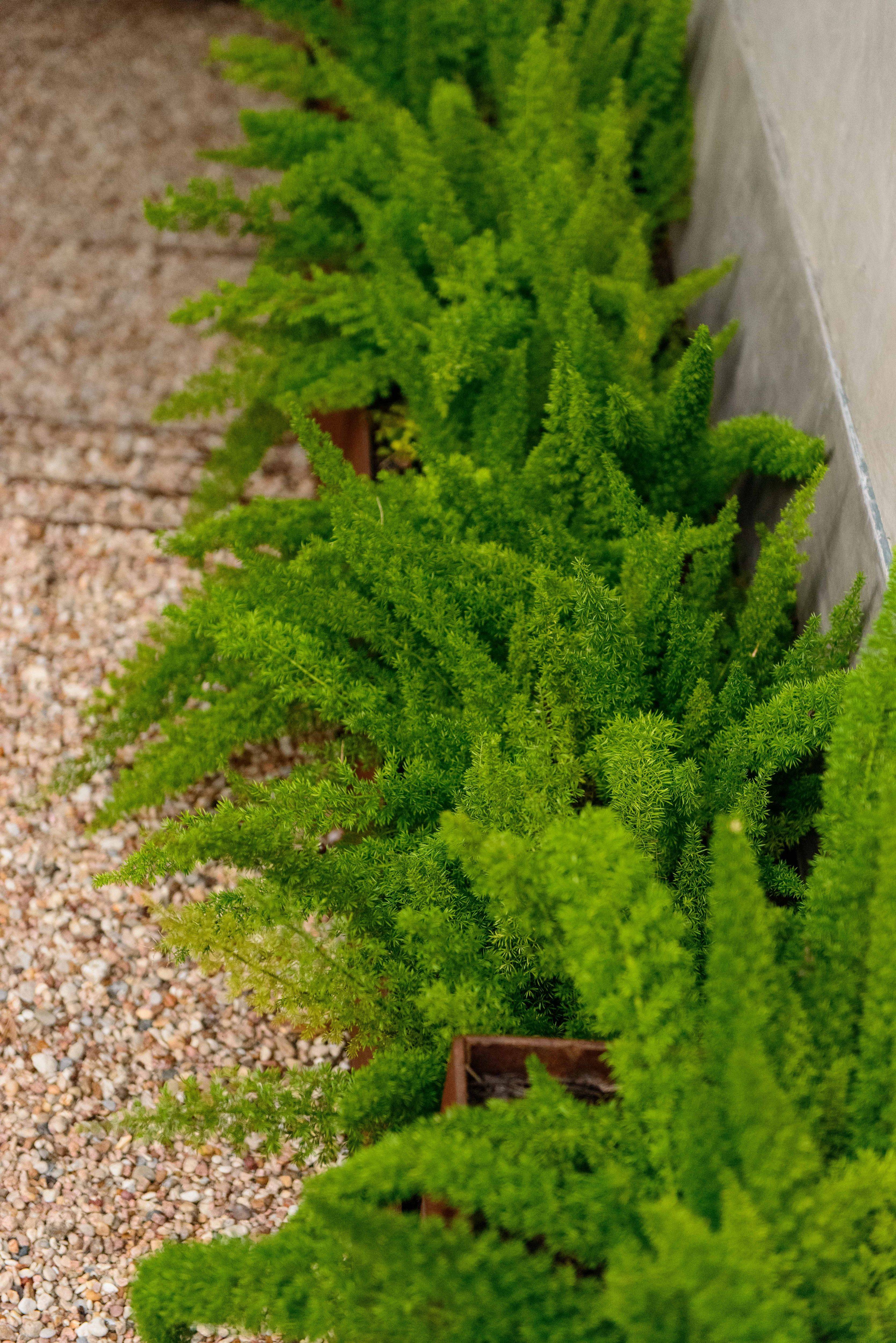 A Shady Courtyard Garden Gardenista