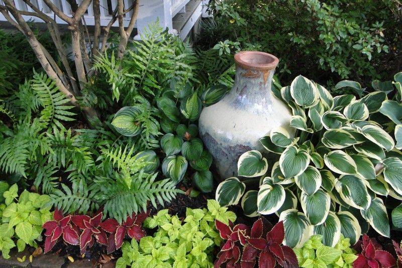 Fern Garden Home Design Ideas