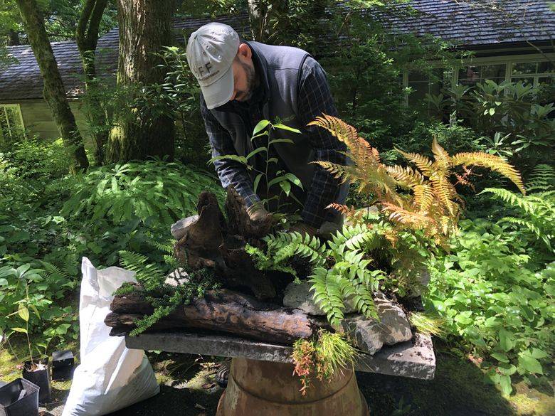 Fern Garden Ideas Landscaping Backyards