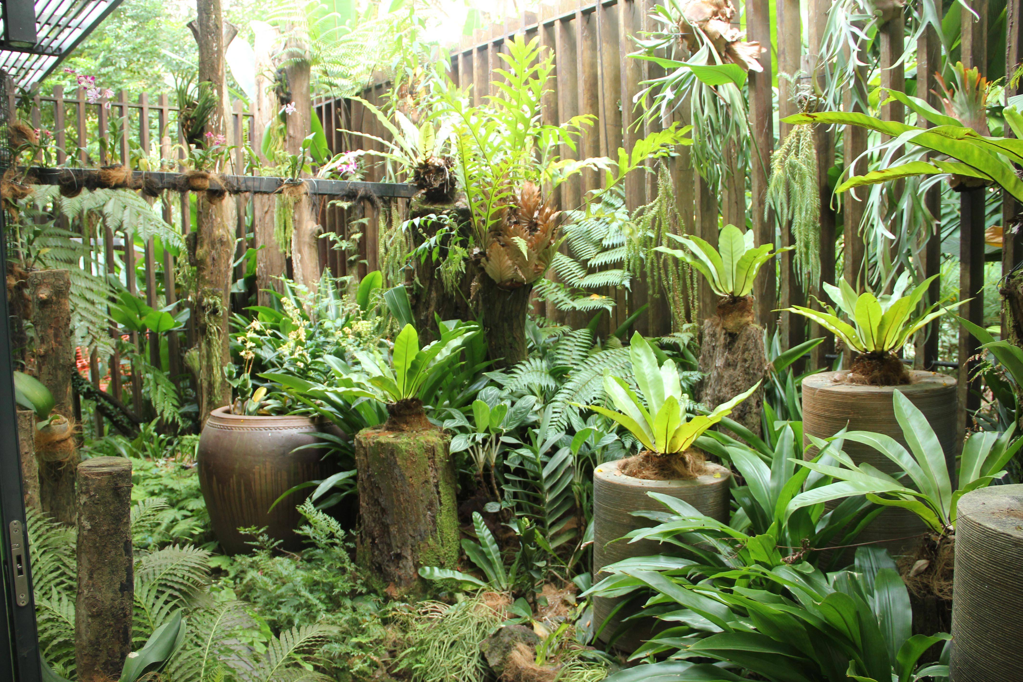 My Australian Fern Planters
