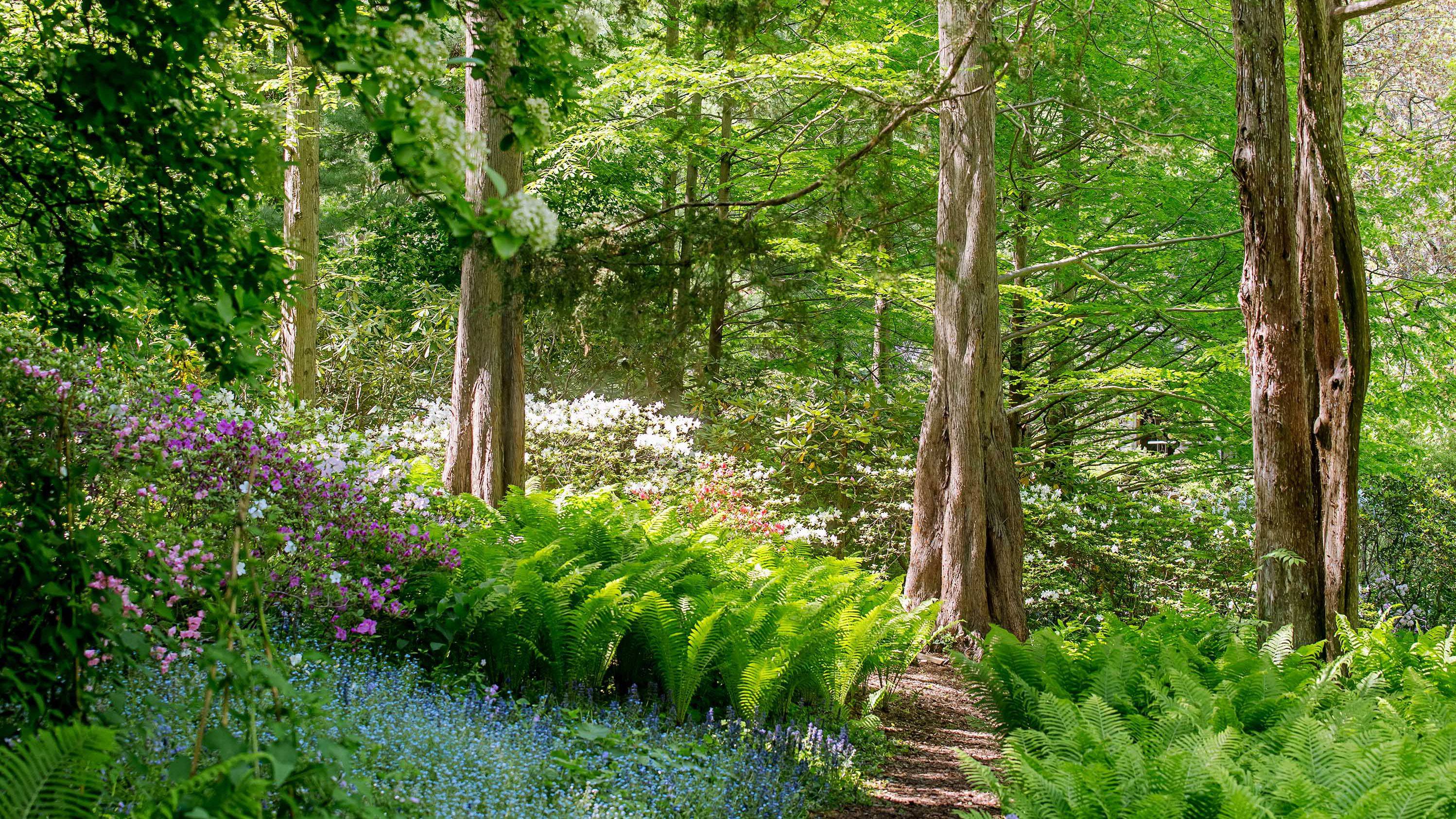 Peaceful Hosta And Fern Garden Ferns Garden Shade Garden Garden