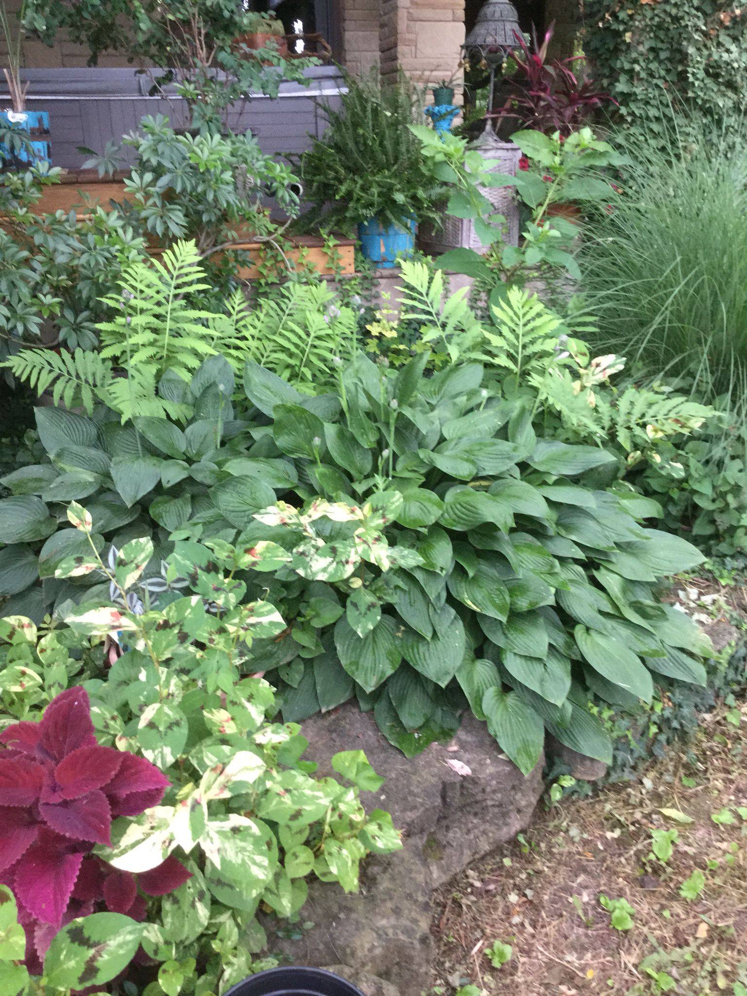 Beautiful Shade Garden