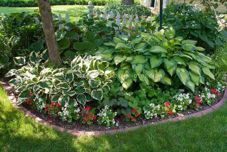 My Garden
