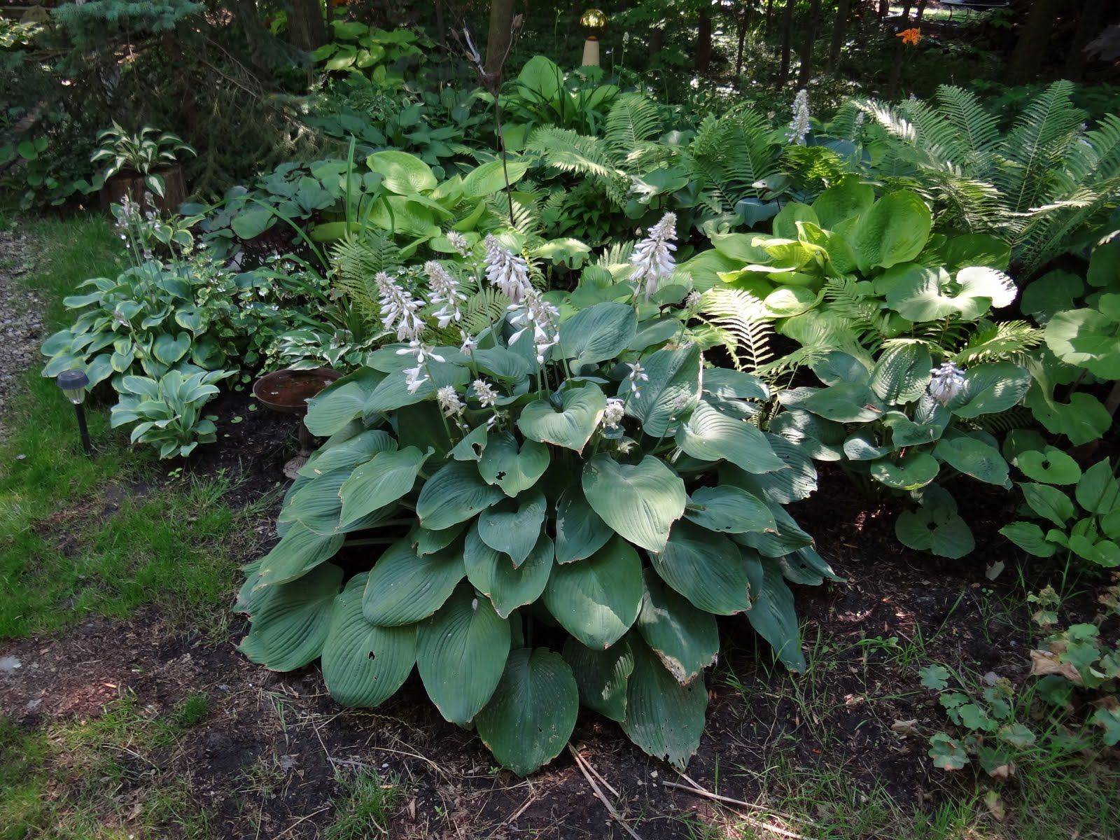 Hosta Companion Plant Thread Hosta Forum Gardenweb Outdoor