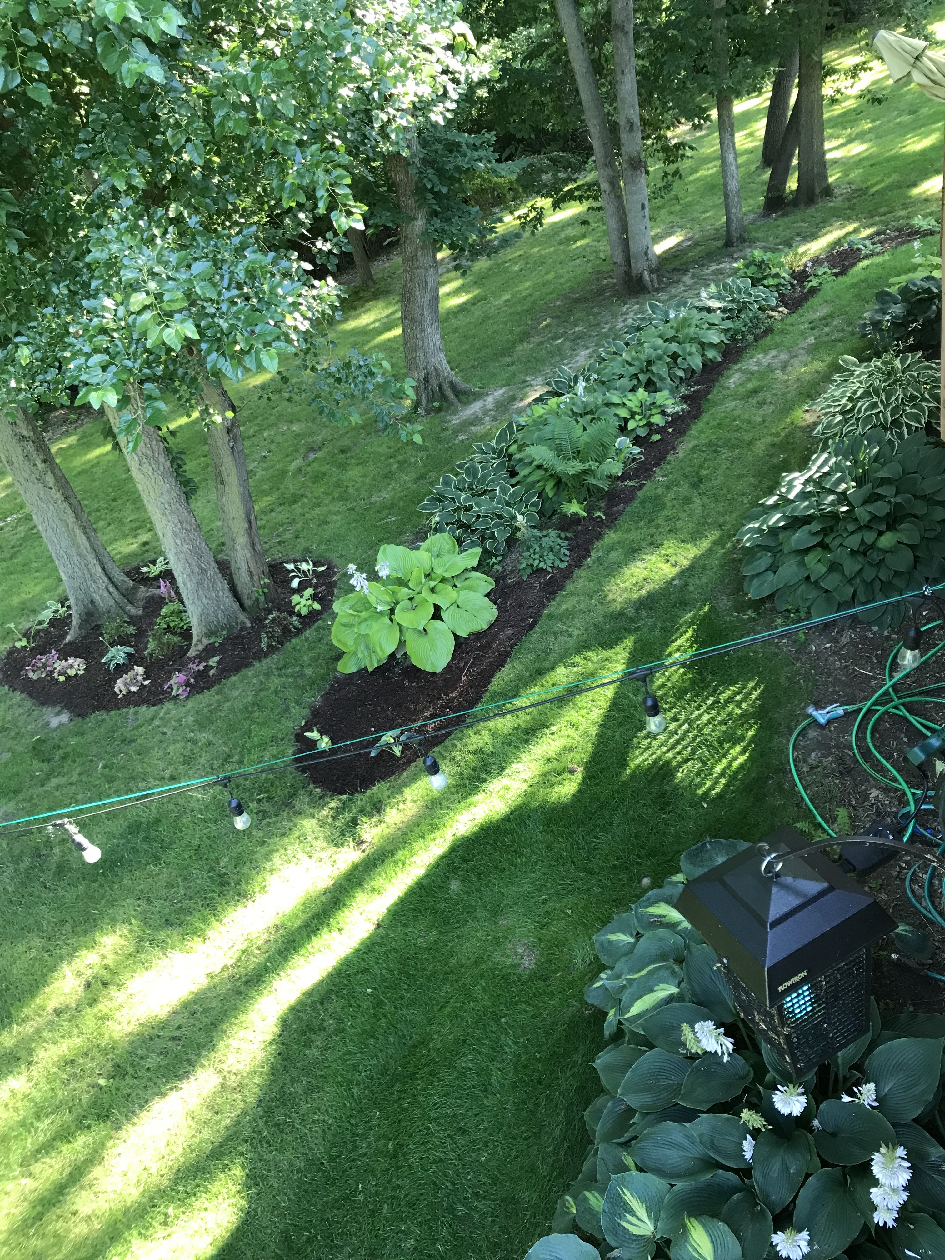 Astilbe Shade Garden