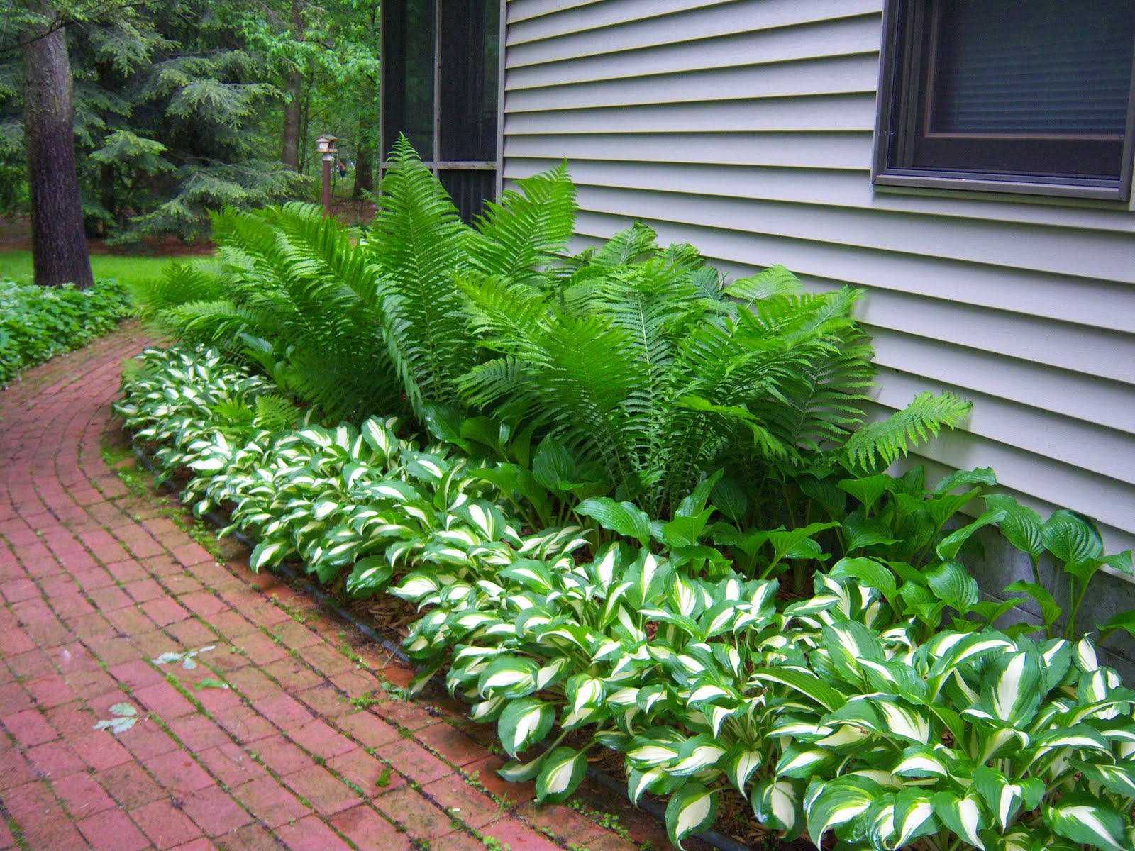 Simple Shade Gardeningferns And Hostas Shade Plants Outdoor