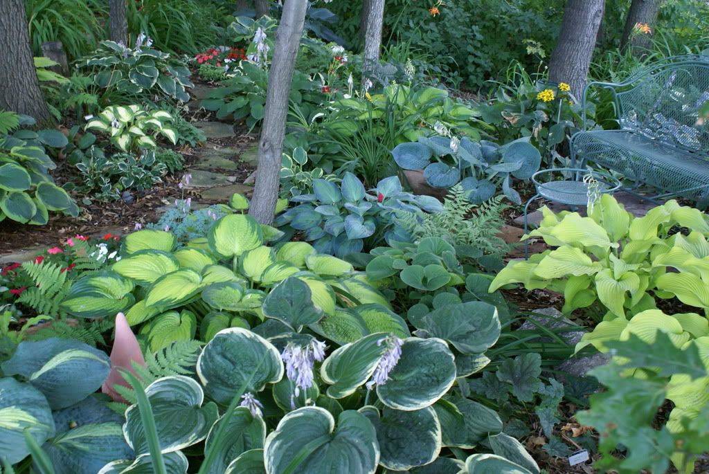 Hostas Shade Garden Design
