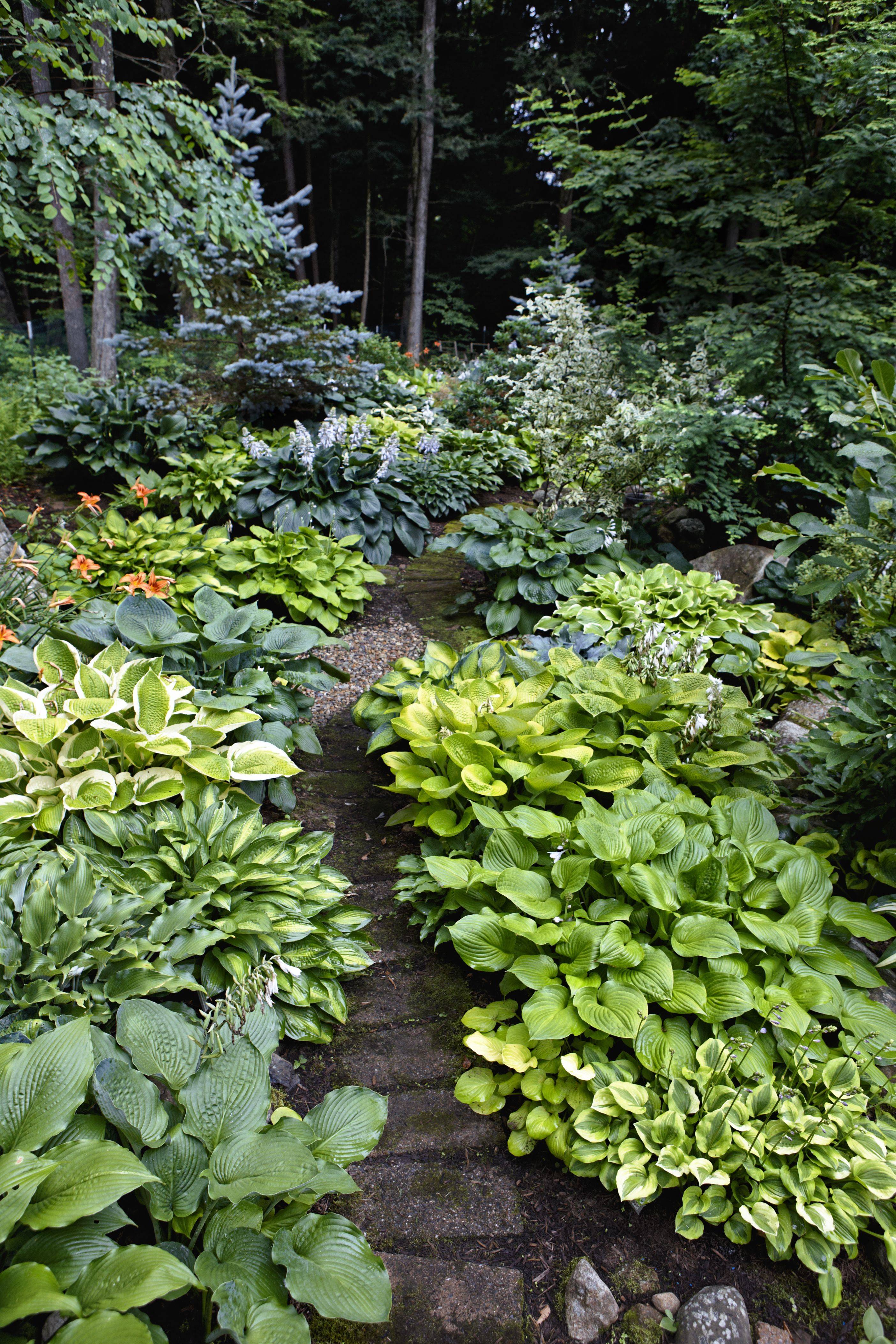 Hosta Garden Hosta Gardens