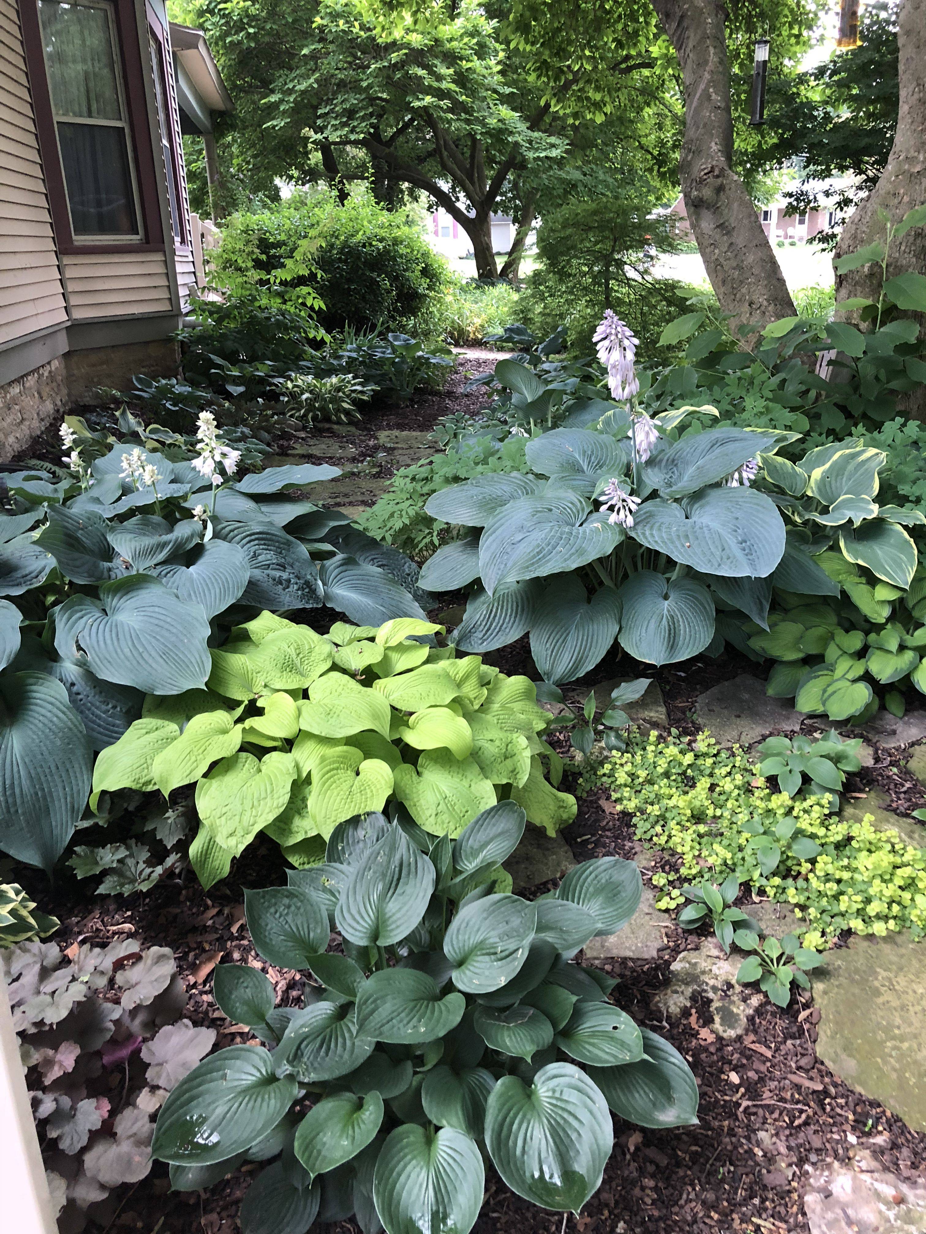 Shade Perennials