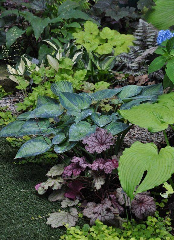 Hosta Fern Google Search