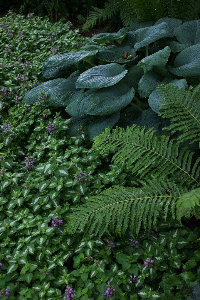 Shade Garden Plants