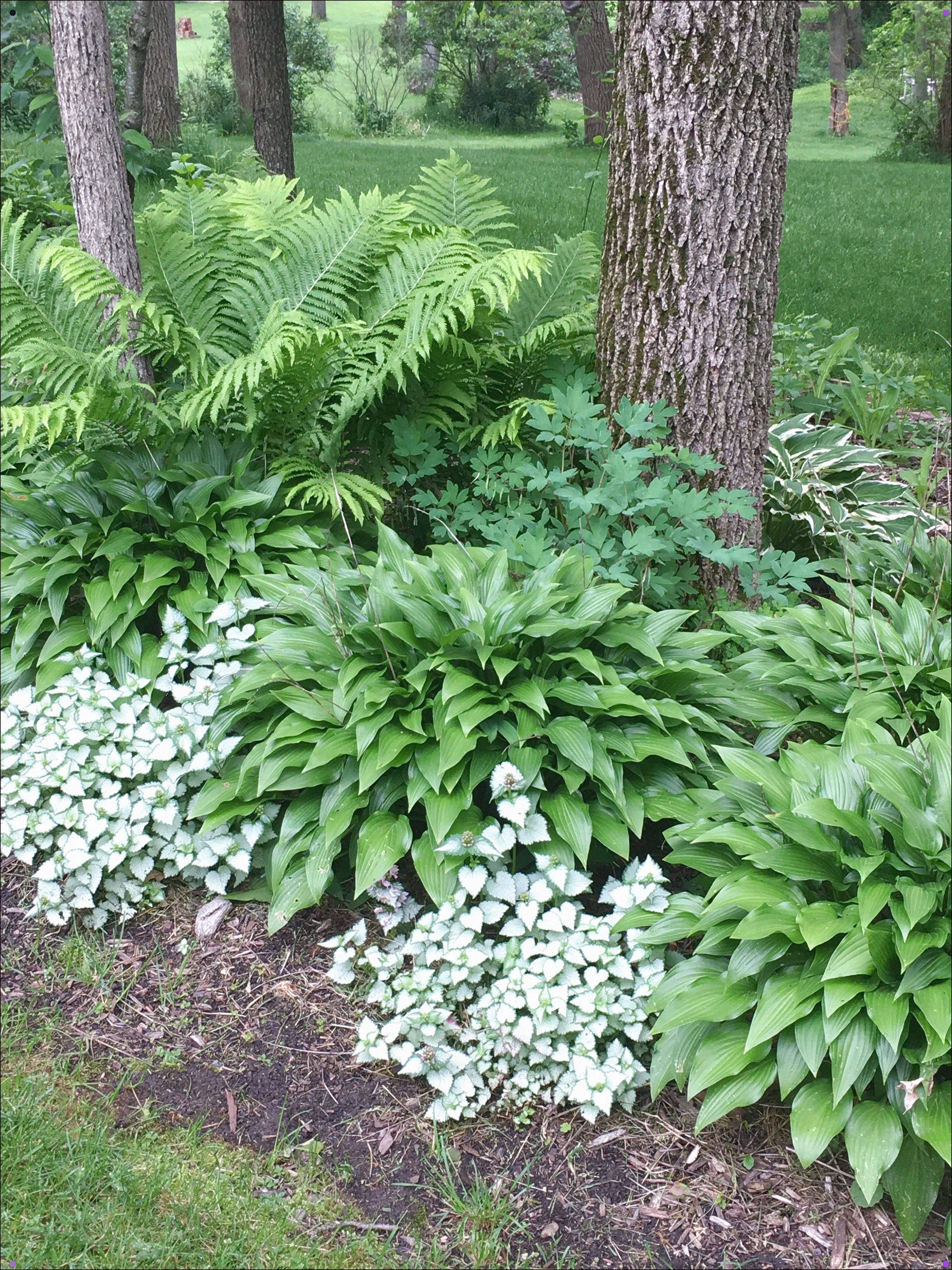 Woodland Garden Landscape Ideas