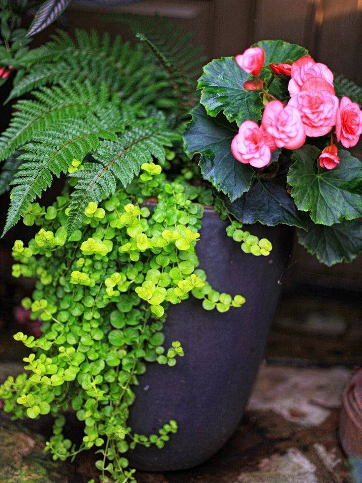 Container Gardening Flowers