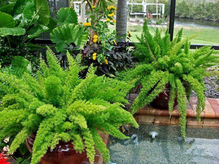 Fern Garden Ideas Landscaping Backyards