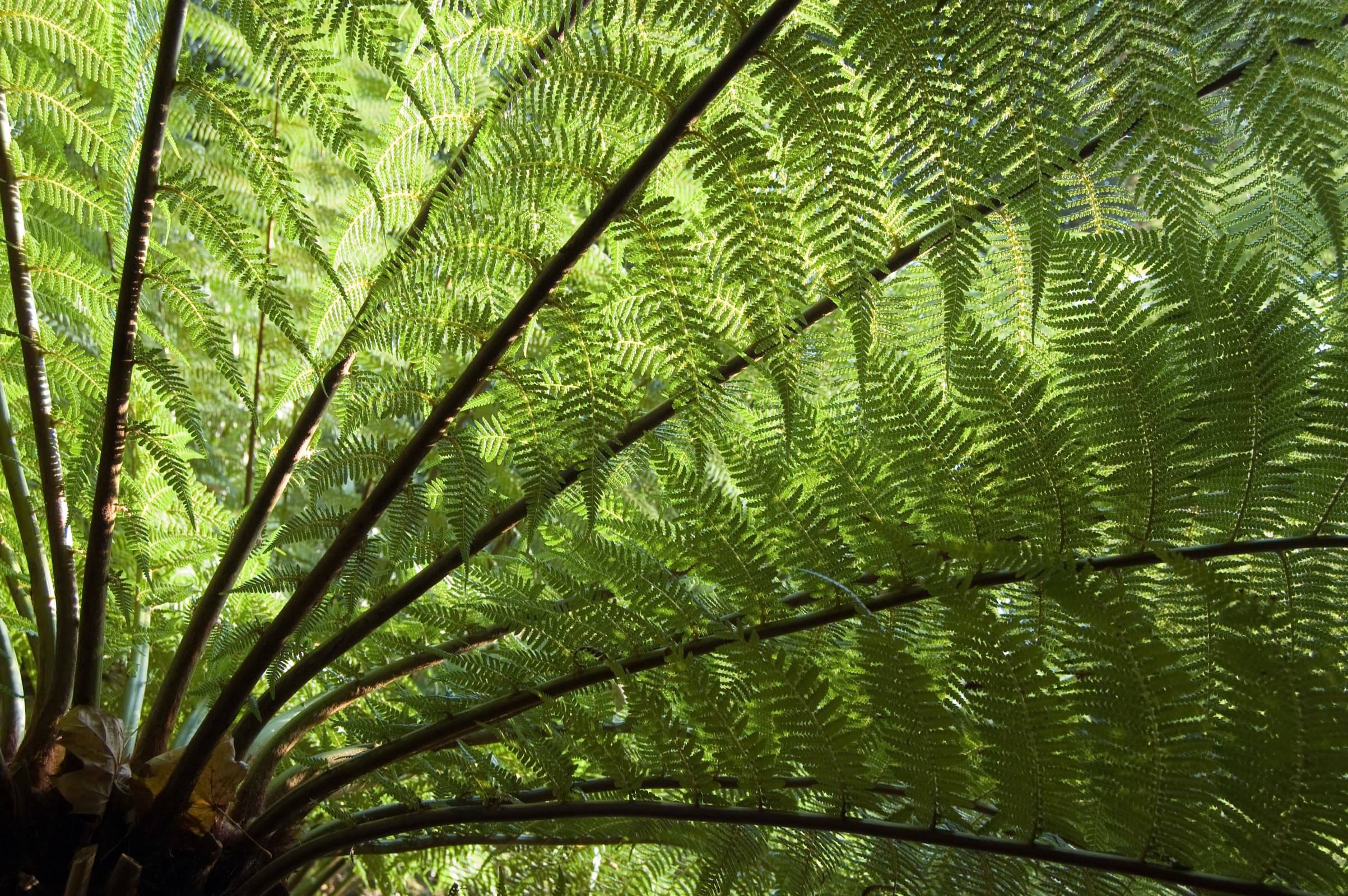My Fern Garden Fern Garden