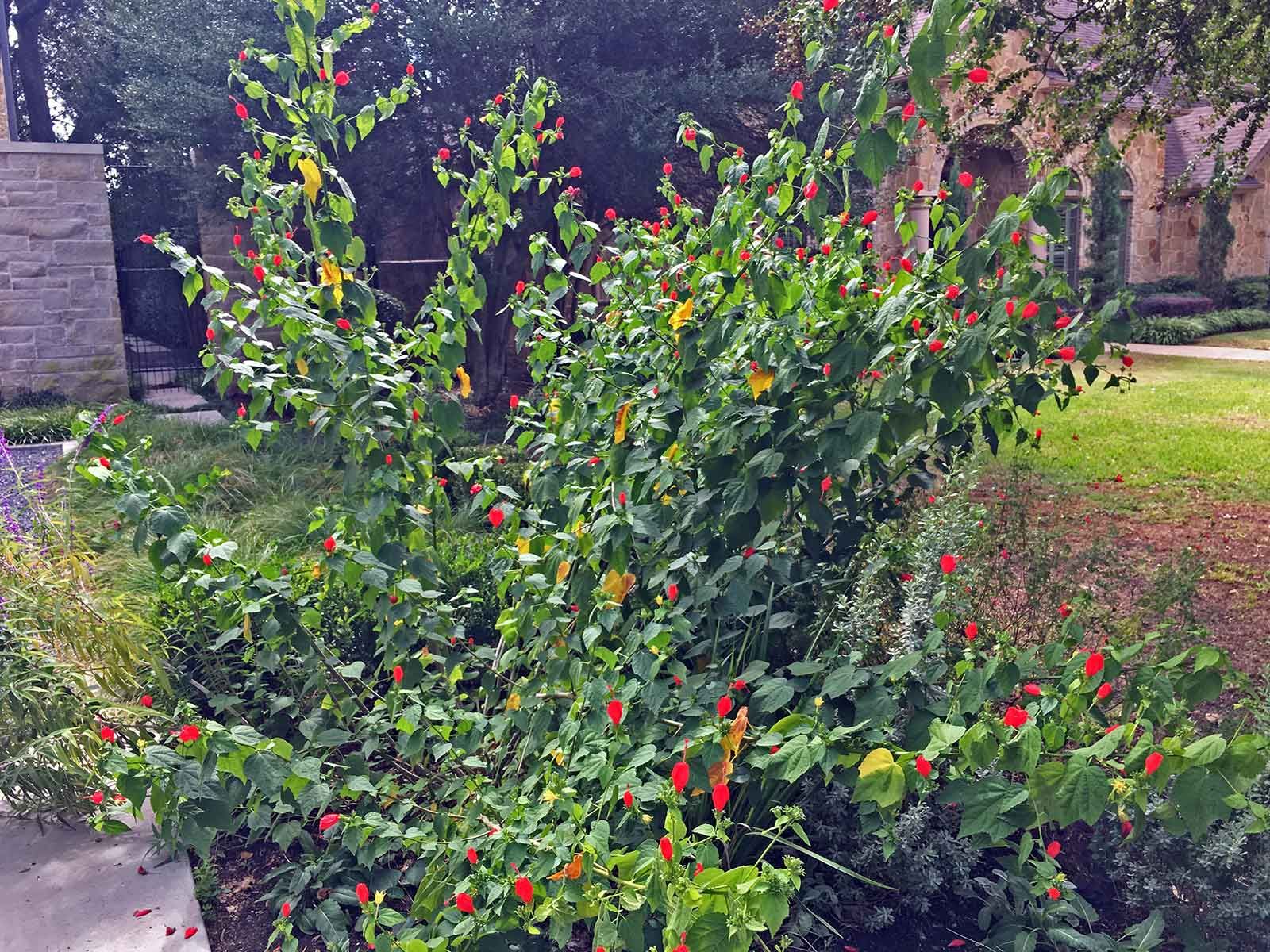 Shade Garden