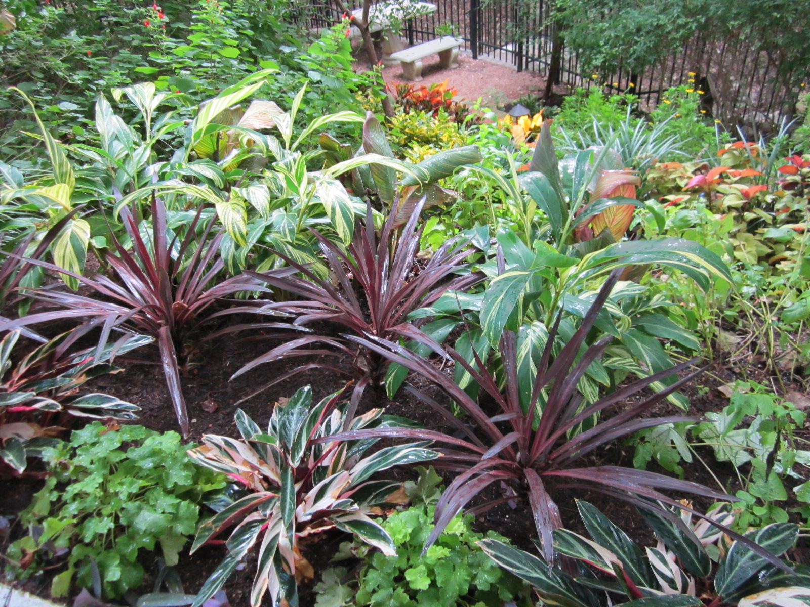 Texas Shade Garden Ideas