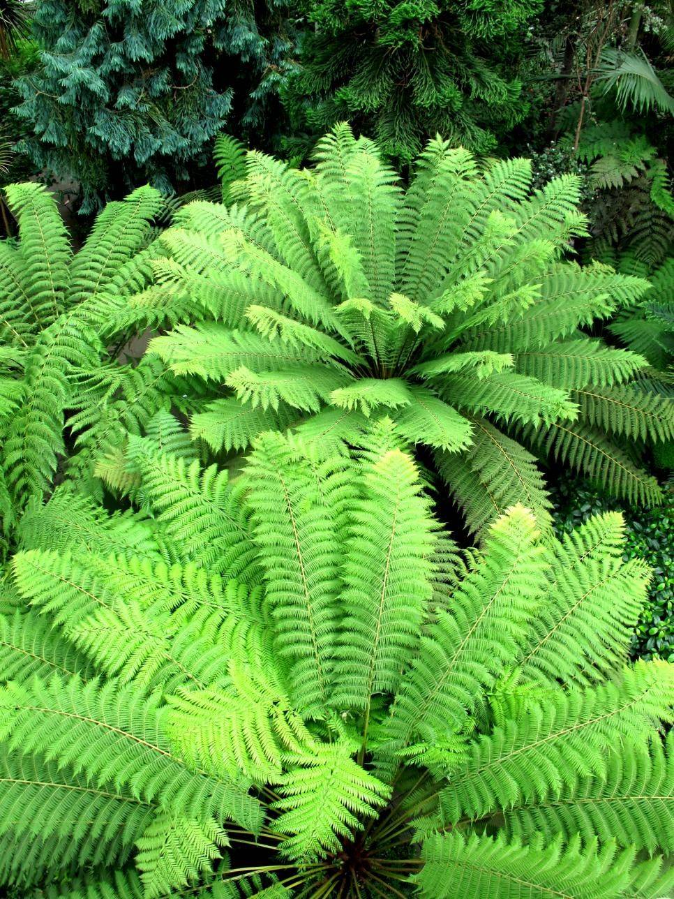 Fairy Garden Ferns Design Ideas