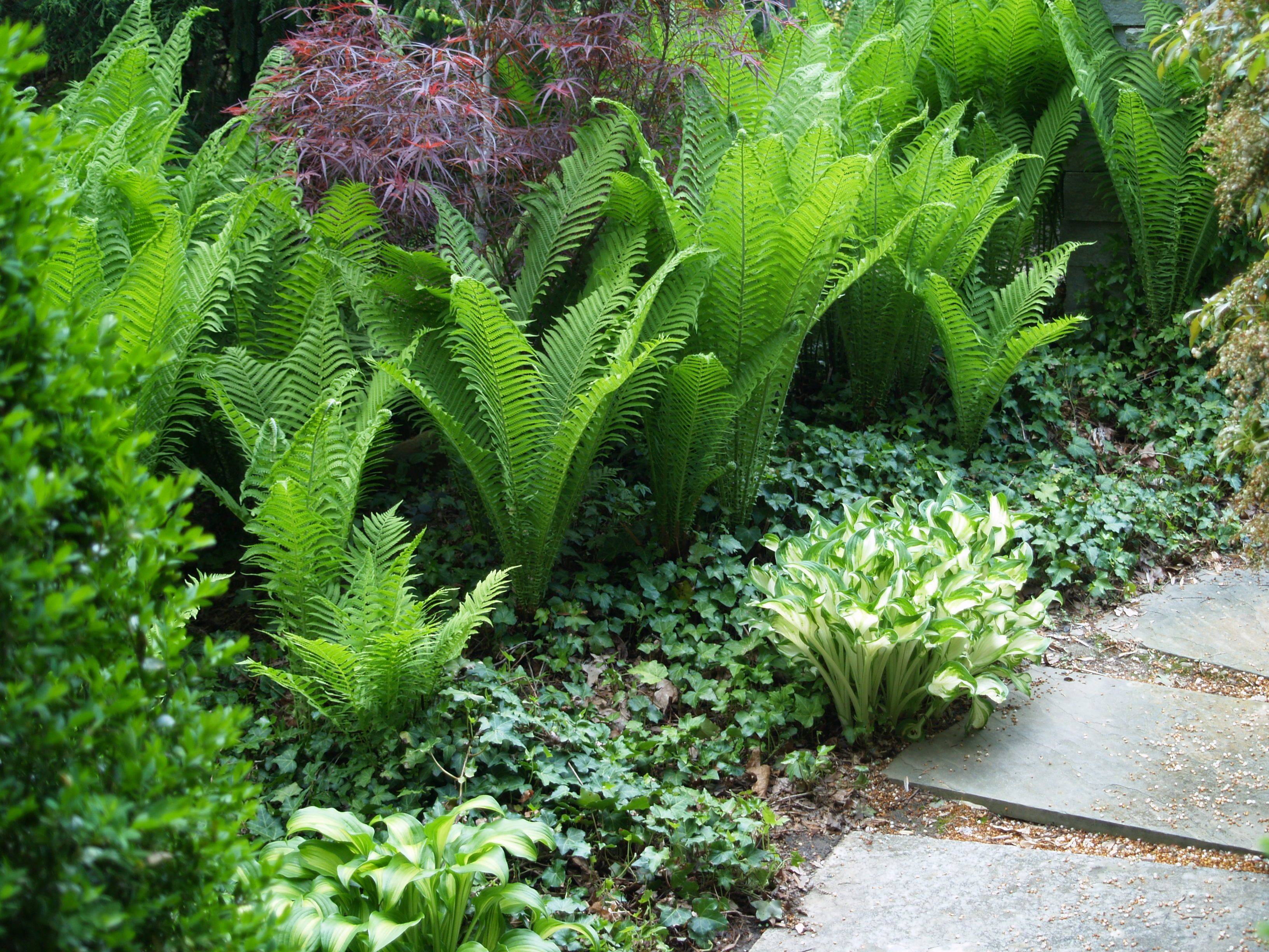 Fern Garden Ideas Landscaping Backyards