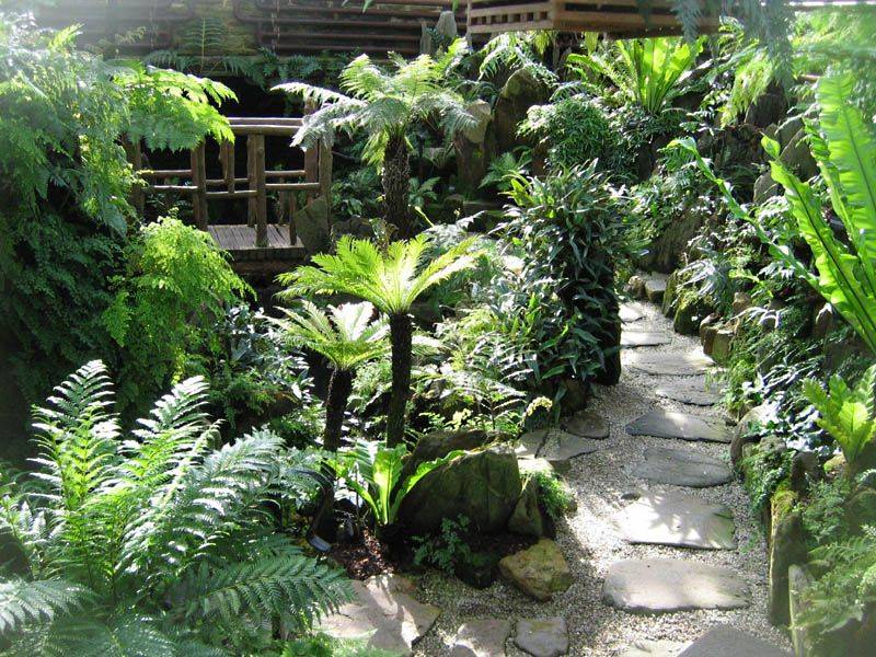 Fern Growing Tips Gardening