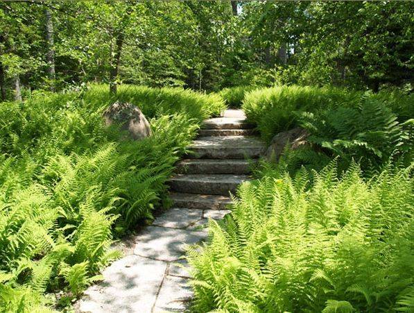 A Shady Fern Garden