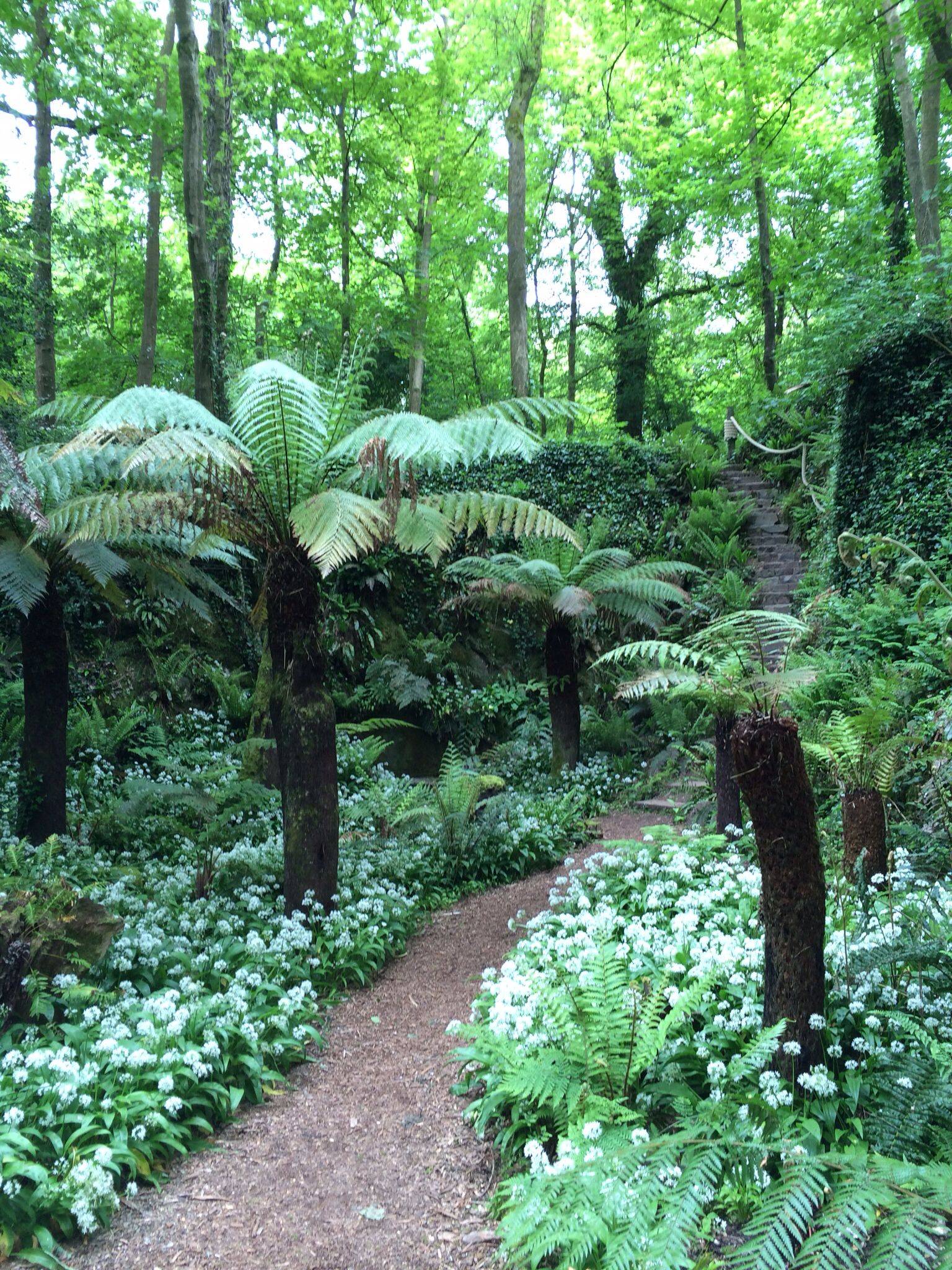 Ferns Garden