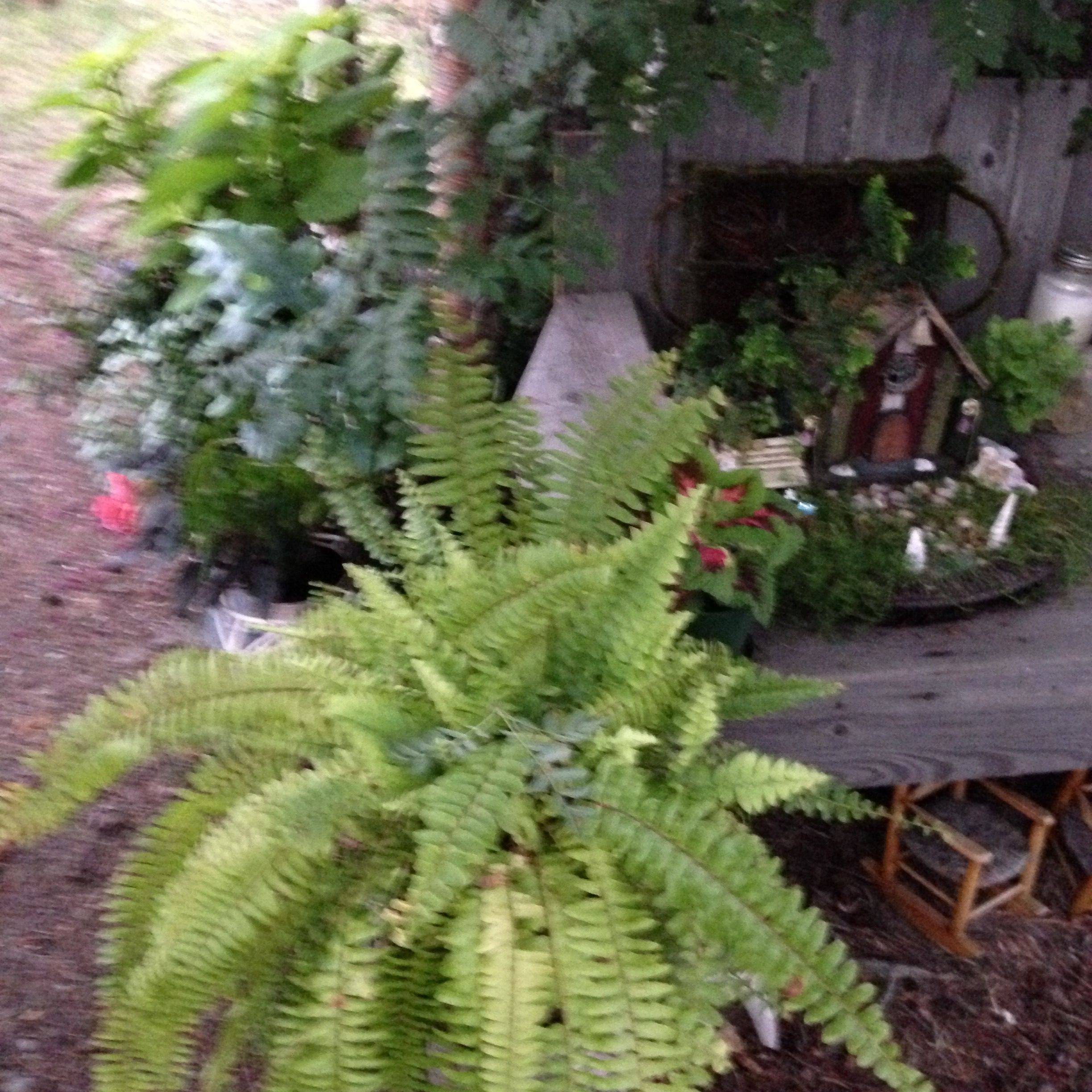 Small Fern Gardens