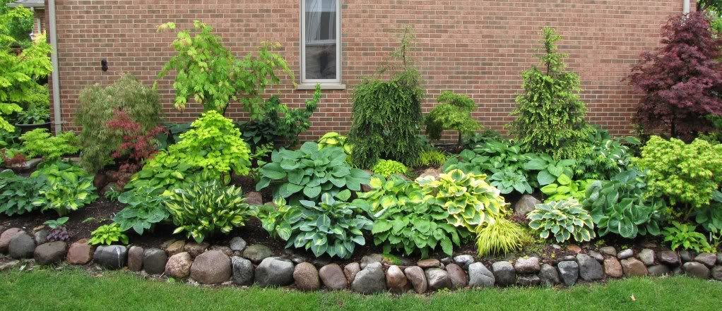 Foxtail Fern Border Mediterranean Landscaping