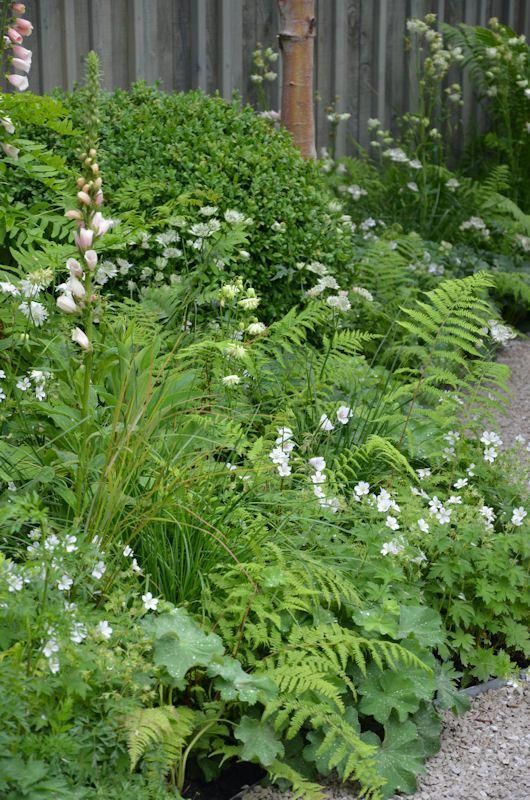 Shade Garden Ideas Primroses