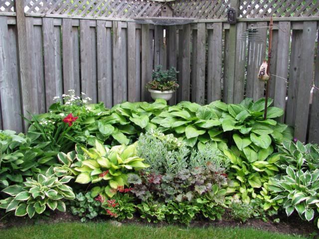 New Hosta Corner