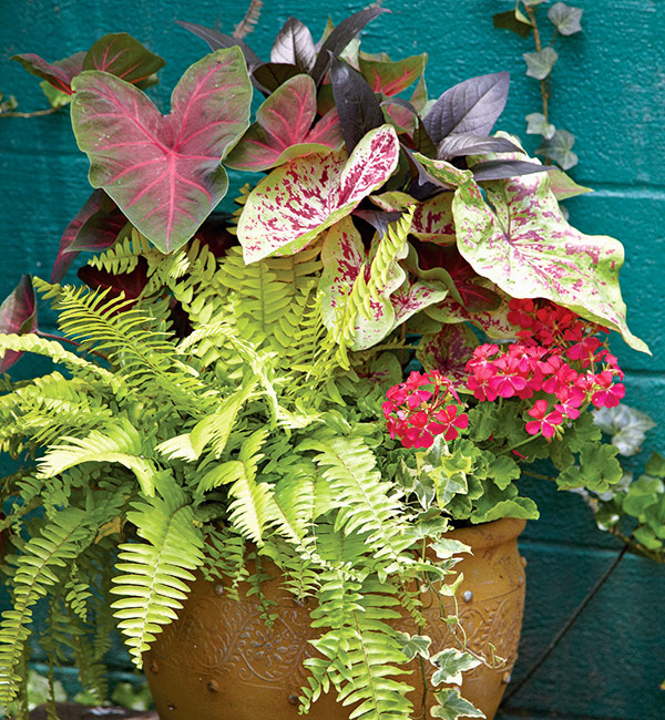 Polypodium Aureum