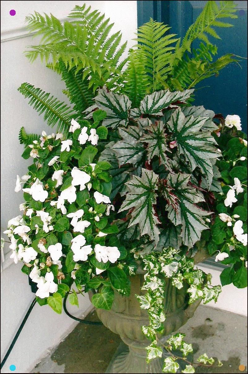 Colorful Shade Container Garden Part I