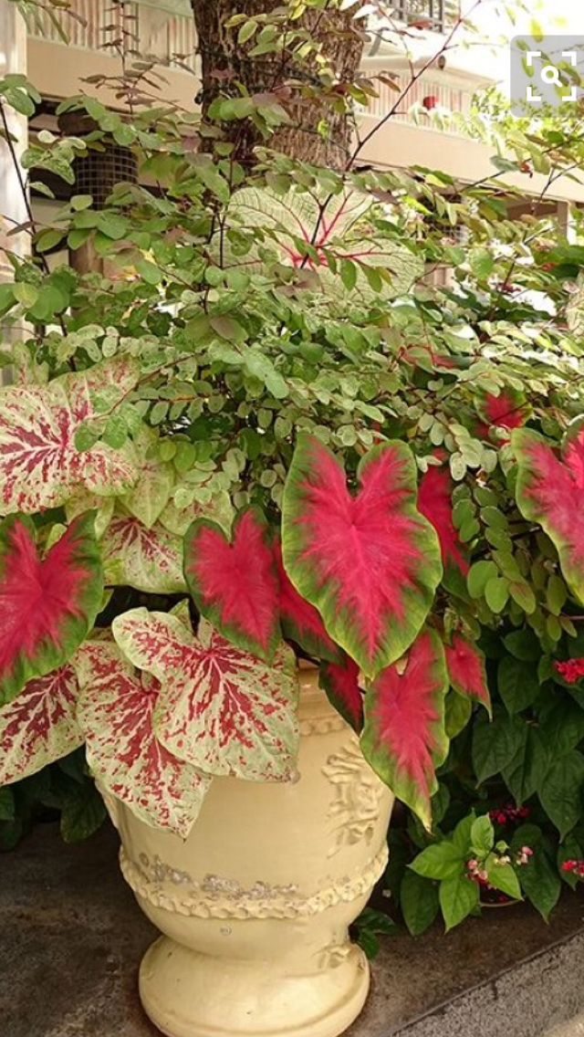 Shade Container Garden Containers