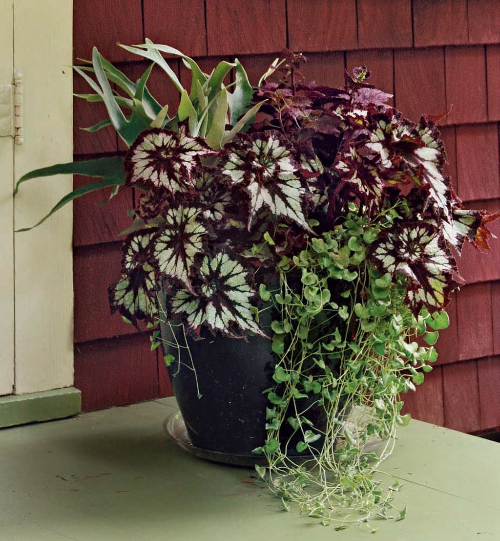 Shade Container Garden Containers