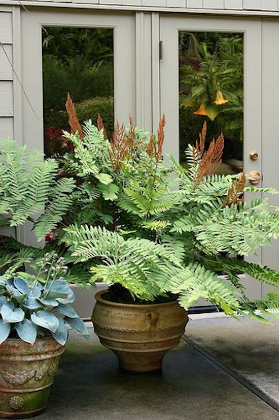 Hostafern Container Gardening
